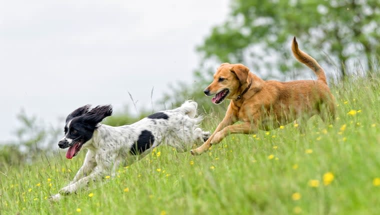 Group Exercise Is Great for Dogs With Anxiety, Says Study