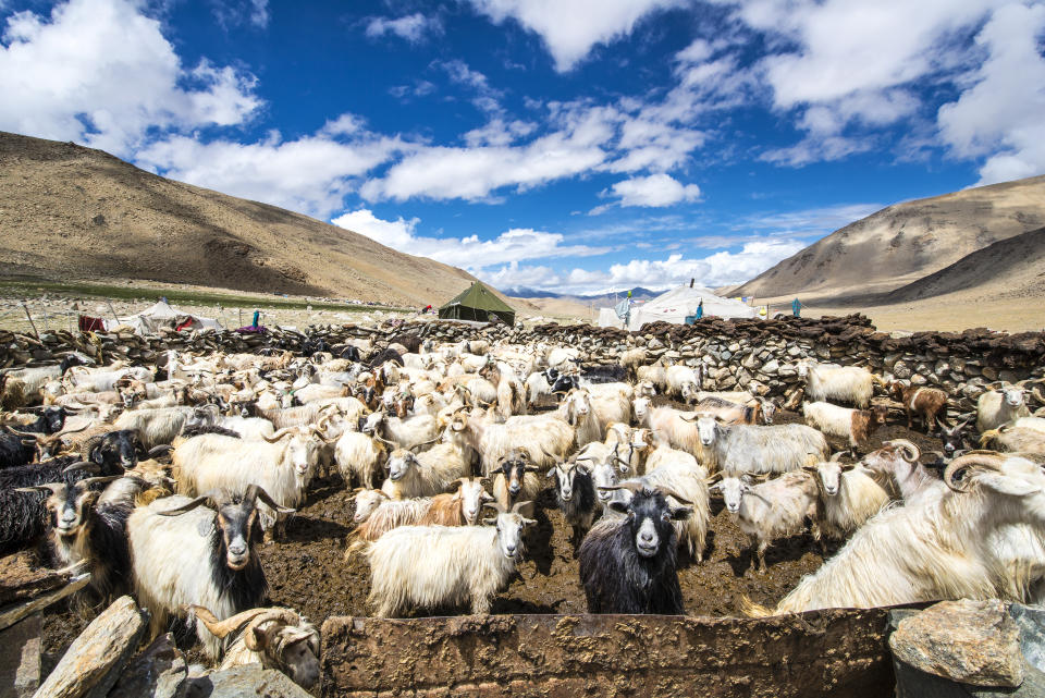 Für die Kaschmirproduktion werden in China und der Mongolei riesige Herden gehalten - mit verheerenden Folgen. (Foto: Getty Images) 