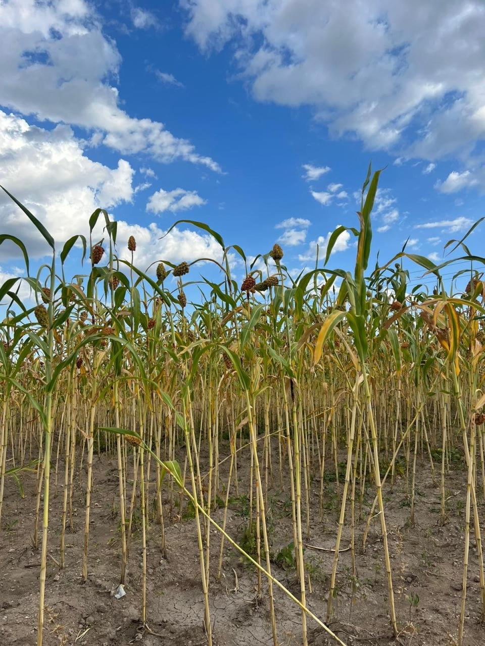 Crops of sorghum, a basic commodity in the region, are failing in the extreme drought (IRC)