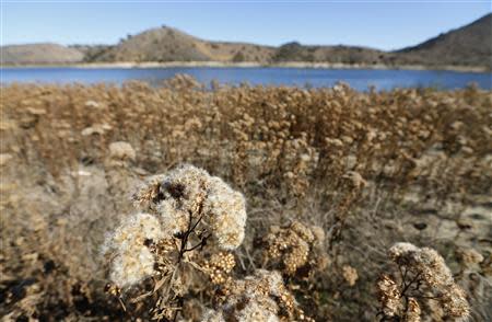 The receding water line of Lake Hodges is seen in San Diego County January 17, 2014. REUTERS/Mike Blake