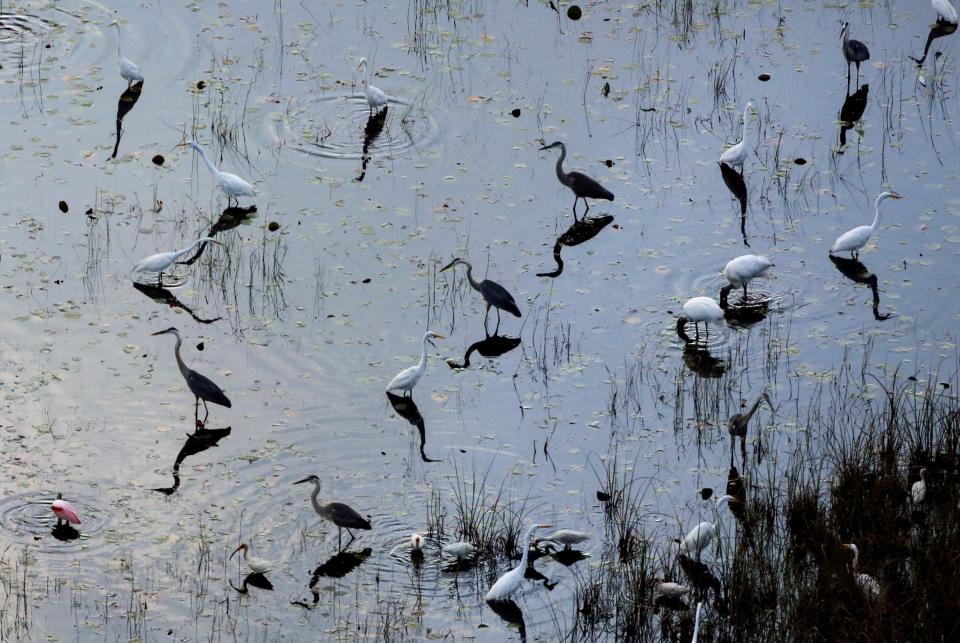 A mixed-species flock of wading birds, including great egrets, great blue herons, wood storks, ibises, and spoonbills, in the Loxahatchee National Wildlife Refuge as seen from a South Florida Water Management research flight on April 29, 2019.