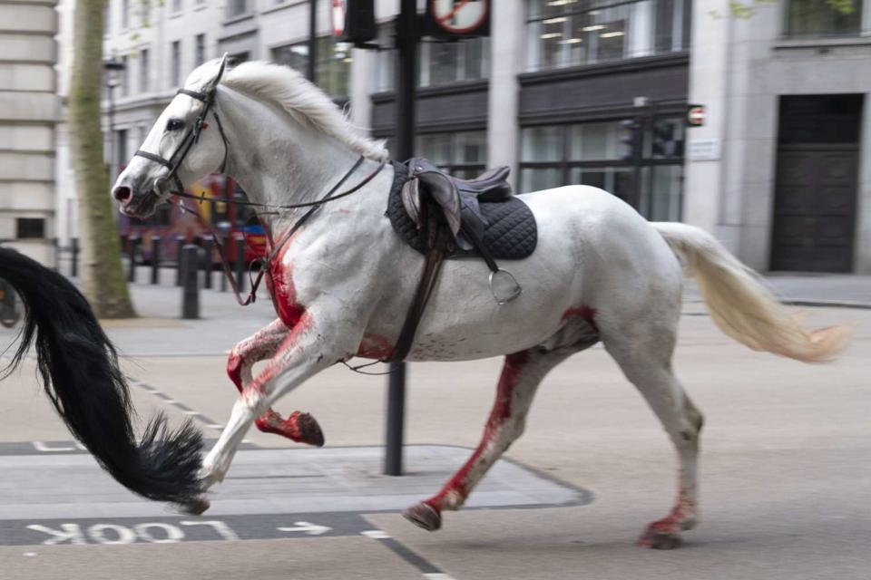<p>Jordan Pettitt/PA Images via Getty Images</p> A white royal horse on the loose bolts through the streets of London