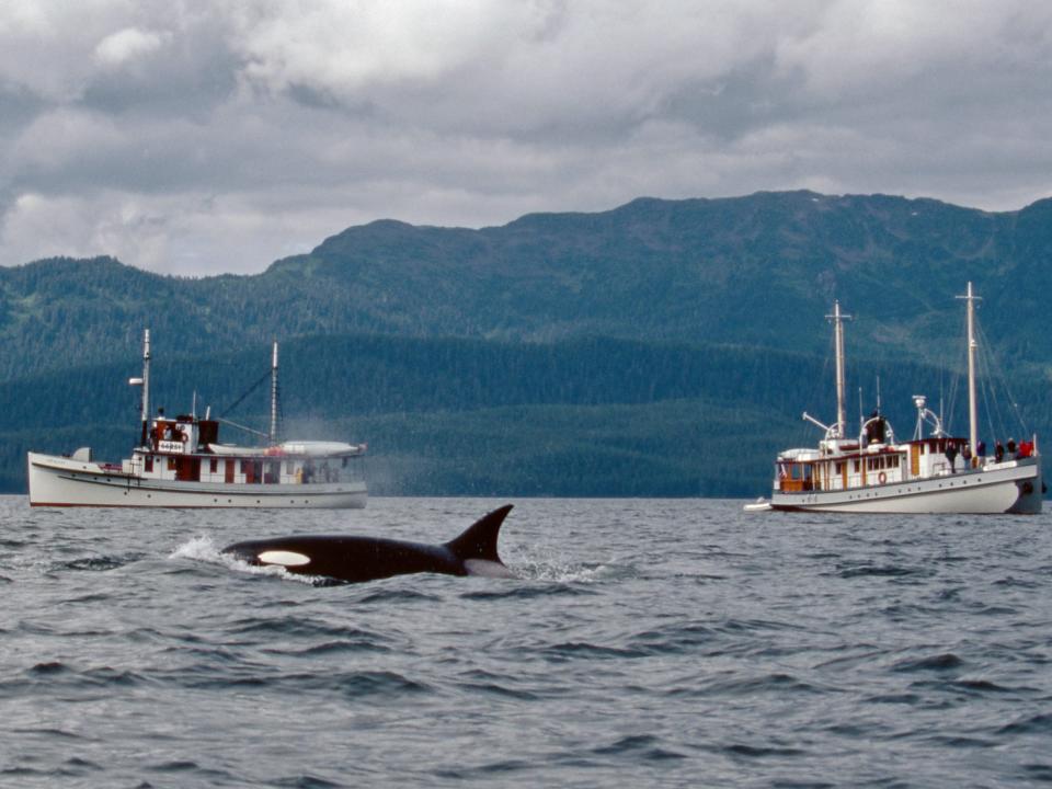 The fin and head of a killer whale surface on the foreground between two fishing boats with forested mountains behind them.
