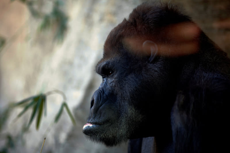 Visitors to a New York zoo were left red-faced when a frisky gorilla gave its partner oral sex. — Reuters file pic