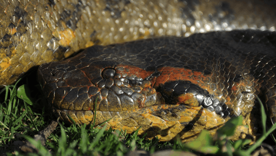 Un equipo de científicos identificó una nueva especie de anaconda verde gigante en la Amazonía ecuatoriana.