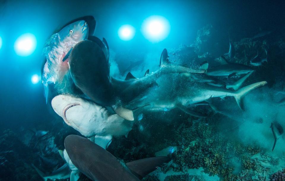 "The Gauntlet" by Richard Barnden. Sharks swim in the ocean.