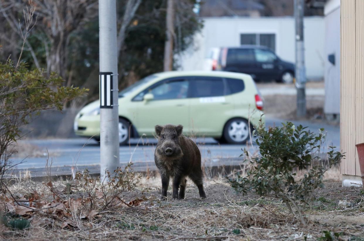 Fukushima wild boar