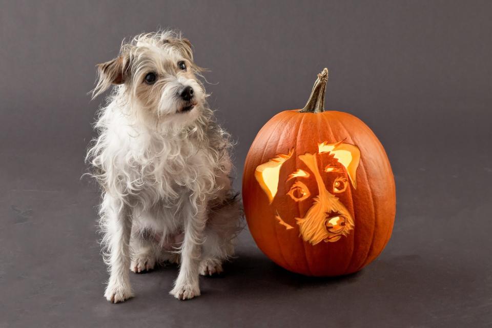 jack russell terrier sitting next to a dog face pumpkin carving