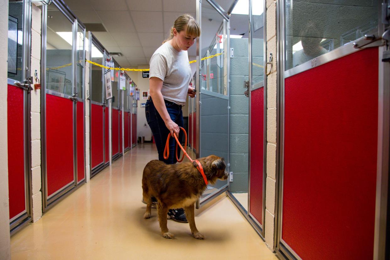 Several dogs from Barb's Dog Rescue in Sonora, Mexico, are dropped off at HALO Animal Rescue in Phoenix on Oct. 2, 2019.