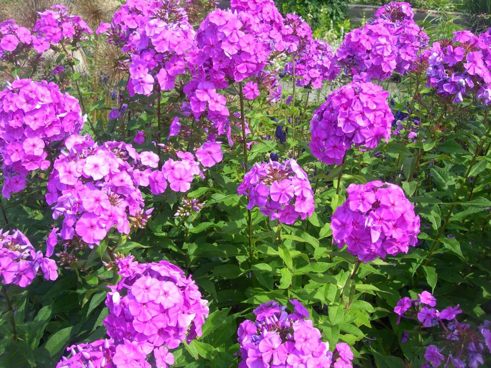 pink flower spring Phlox_Paniculata