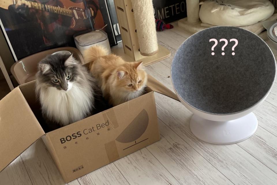 <p>購入新窩剛擺出來，兩隻貓皇卻全部都坐進紙箱！（圖／Twitter帳號：NEKOLAND13）</p>
