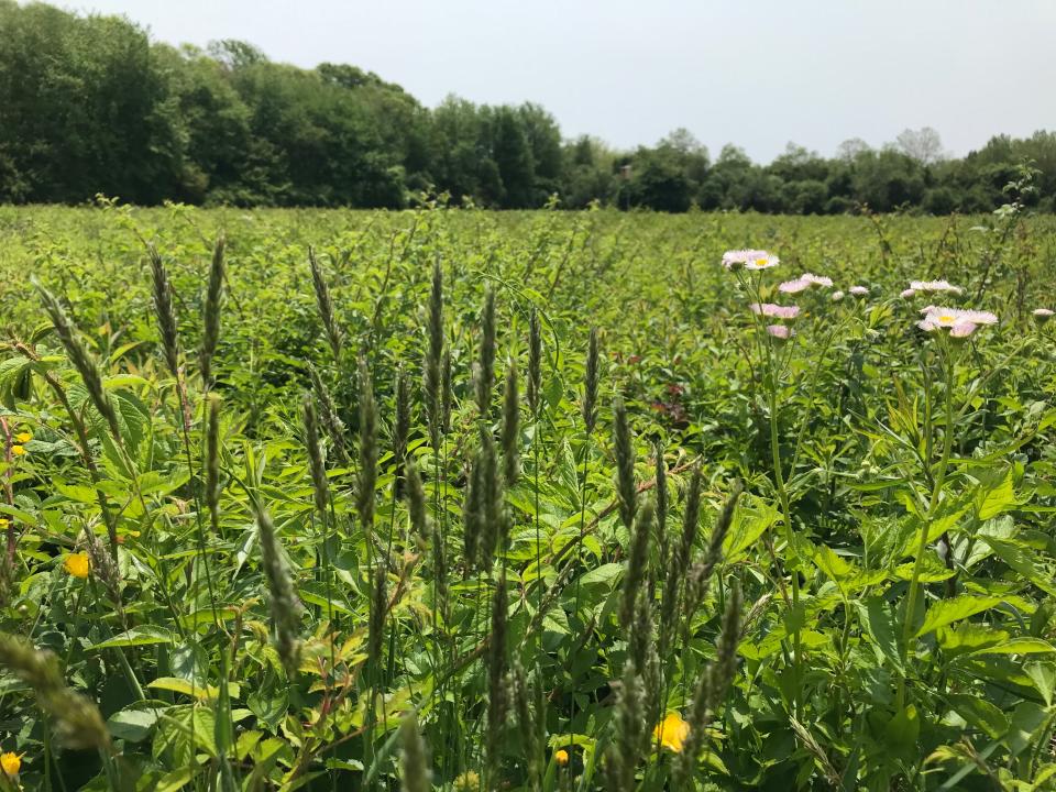 A 10-acre meadow at Oakland Forest includes several bird boxes and native wildflowers, ferns and various grasses.