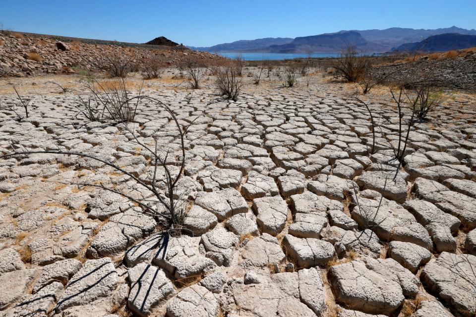 Lake Mead is seen in the distance behind mostly dead plants in an area of dry, cracked earth that used to be underwater near Boulder Beach on June 12.