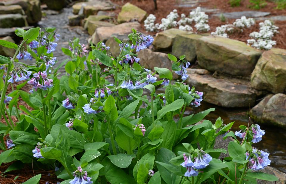 Virginia Bluebells are a native plant that bloom in the early spring.