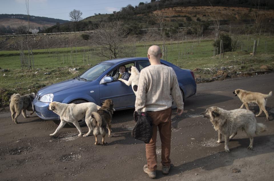 Algunos de los perros que cuida Mert