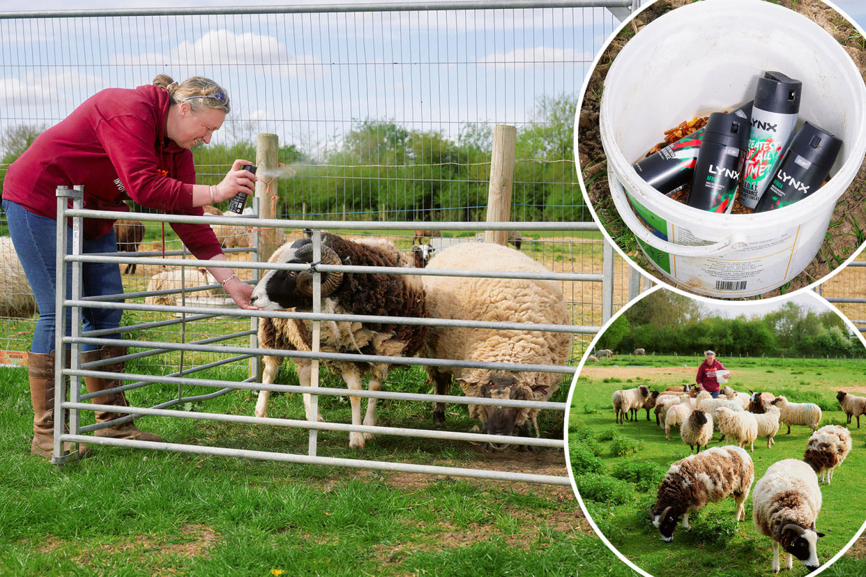 Retired officer Sam Bryce spraying Lynx deodorant on her rams to prevent them from fighting in a field in Harleston, England