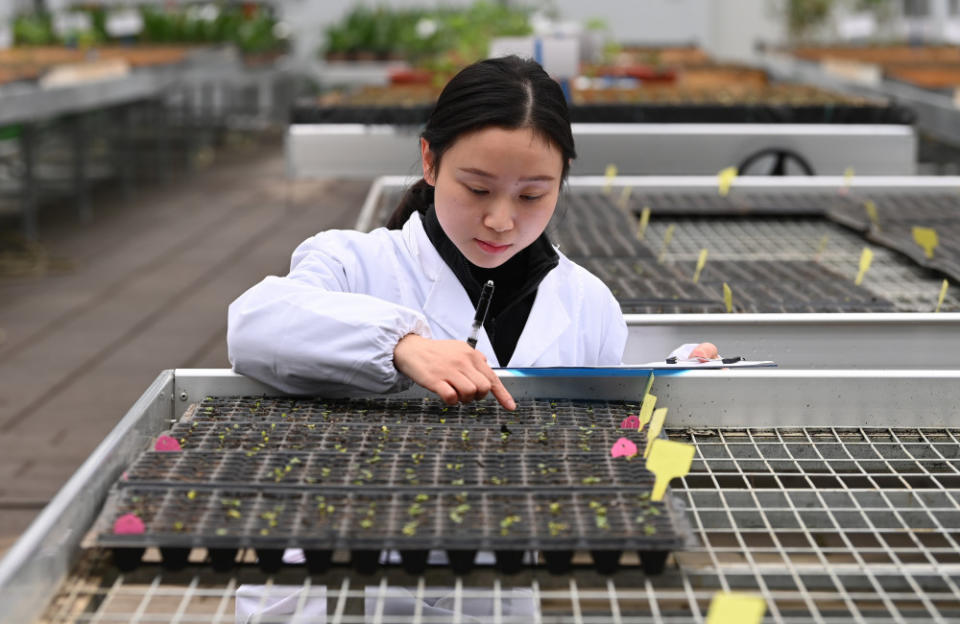 China is in full bloom after a researcher in Chengdu observed the germinating of cotton rose seeds at the Botanical Garden. 4,000 seeds began sprouting after they were returned from space and are expected to be in full bloom by 2024.