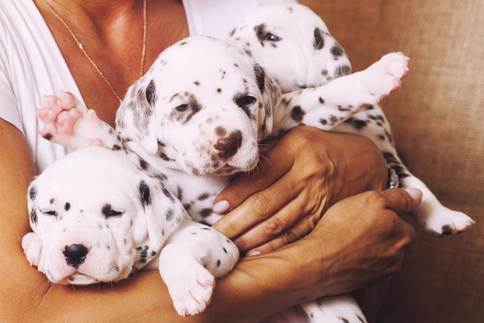 dalmation puppies being held