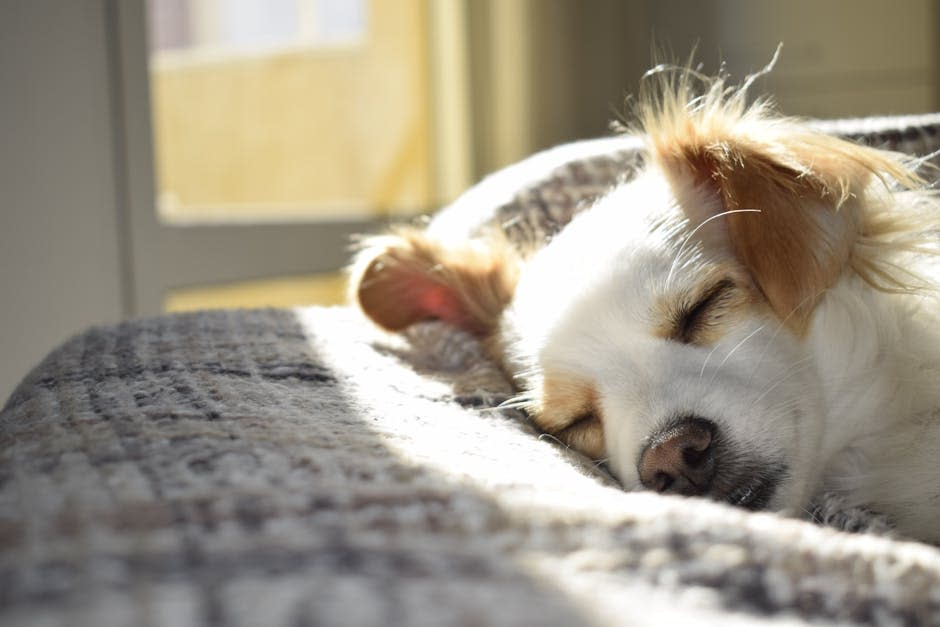Fotografía En Primer Plano De Un Perro Blanco Y Marrón De Pelaje Corto Adulto Durmiendo Sobre Textil Gris Durante El Día