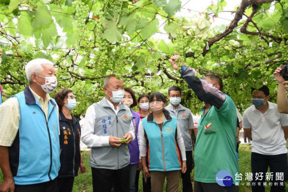 卓蘭巨峰葡萄天然災損逾2000萬　徐耀昌指示加速天災農損現金救助