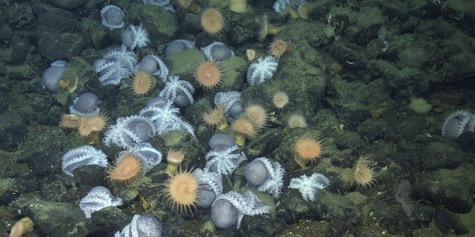 加州沿海約3200公尺深的海底，聚集了超過2萬隻珍珠章魚，形成占地333公頃的「章魚育兒園」。圖片來源：MBARI