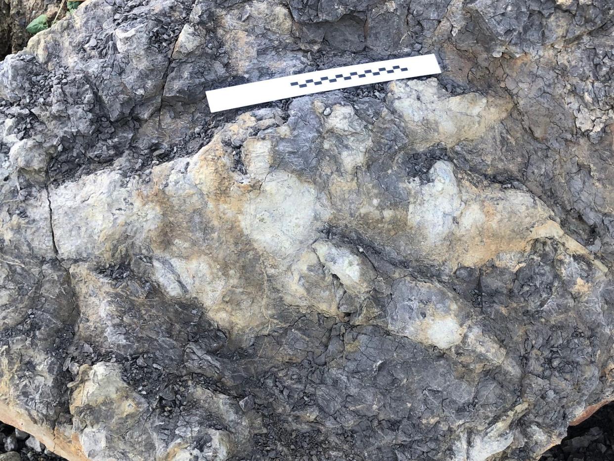 The fossilized print is seen here shown in rock. It makes the shape of a three-toed clawed foot.