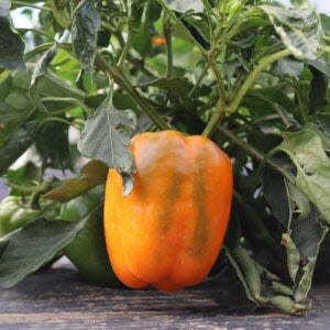 An orange pepper grows on a plant that was part of Colorado State University Extension Master Gardeners in Larimer County's variety trials to determine which tomato and sweet pepper varieties perform best in Northern Colorado’s short growing season.