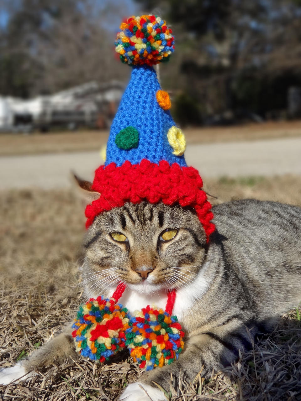 Birthday party cat hat.  These adorable pieces of headgear for moggies for make any feline the indisputable leader of the gang. Lovingly stitched together by artist American Meredith Yarborough she has now made more than 200 of them. From witches hats to cakes and vegetables the scope of Merediths designs means no cat should be seen out without one. 