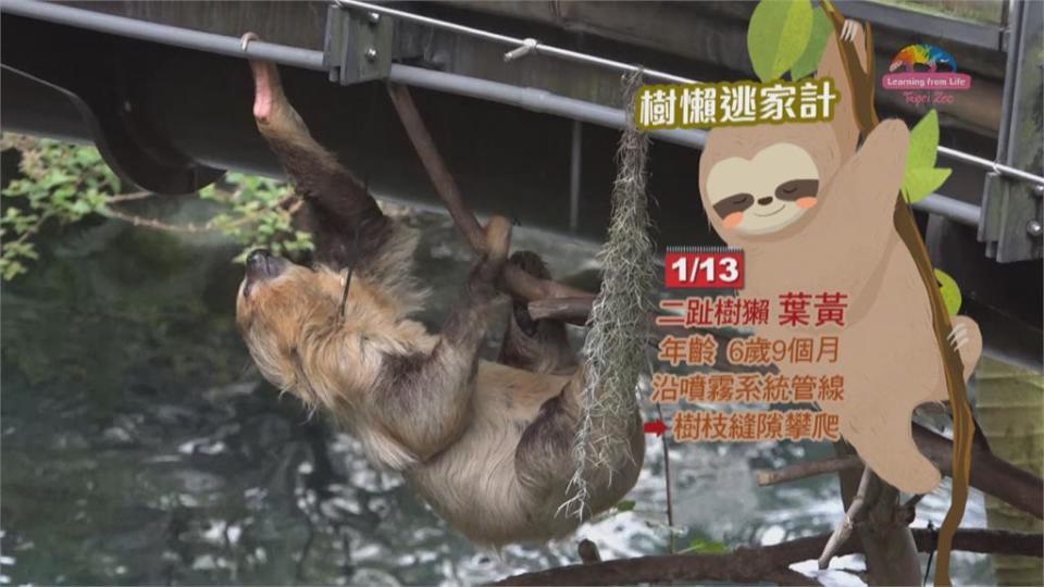 最慢速脫逃！翻牆花40秒！ 木柵動物園樹懶「逃家」遊客猛拍