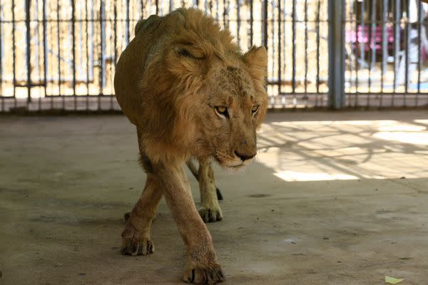 According to reports, they have barely eaten in weeks, with the zoo's owners struggling to feed them, with some losing around two-thirds of their body weight.