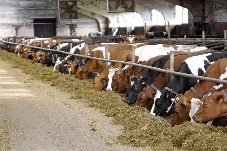 Cows feeding in large cowshed