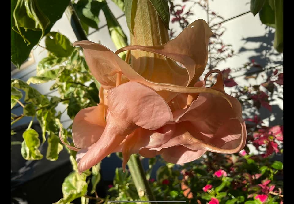 Brugmansia come in shades of white, yellow, gold, orange, peach, pink and red.