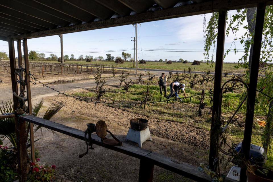 A man toils in a vineyard.