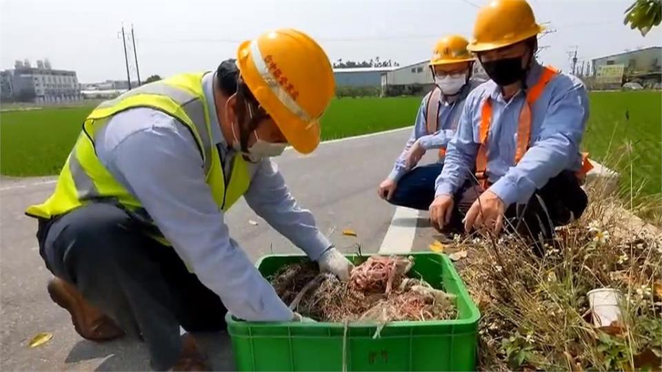 嚴防跳電！加強清除「電桿上的釘子戶」　台電巡檢除鳥巢大作戰