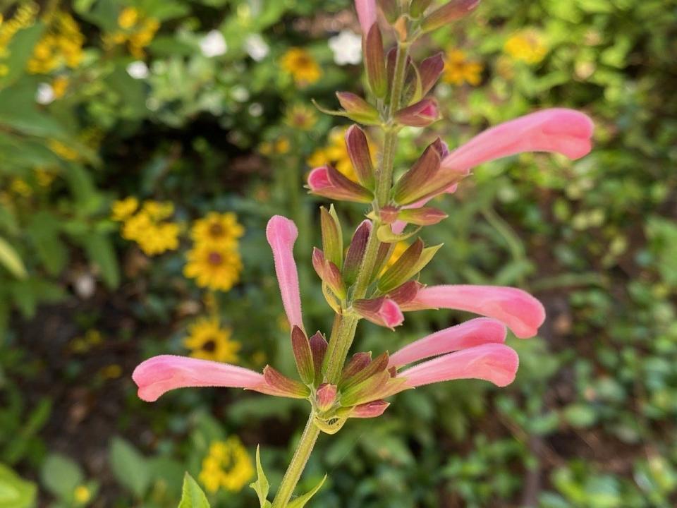 Flowers of a pink salvia, a plant well suited to Florida's climate.