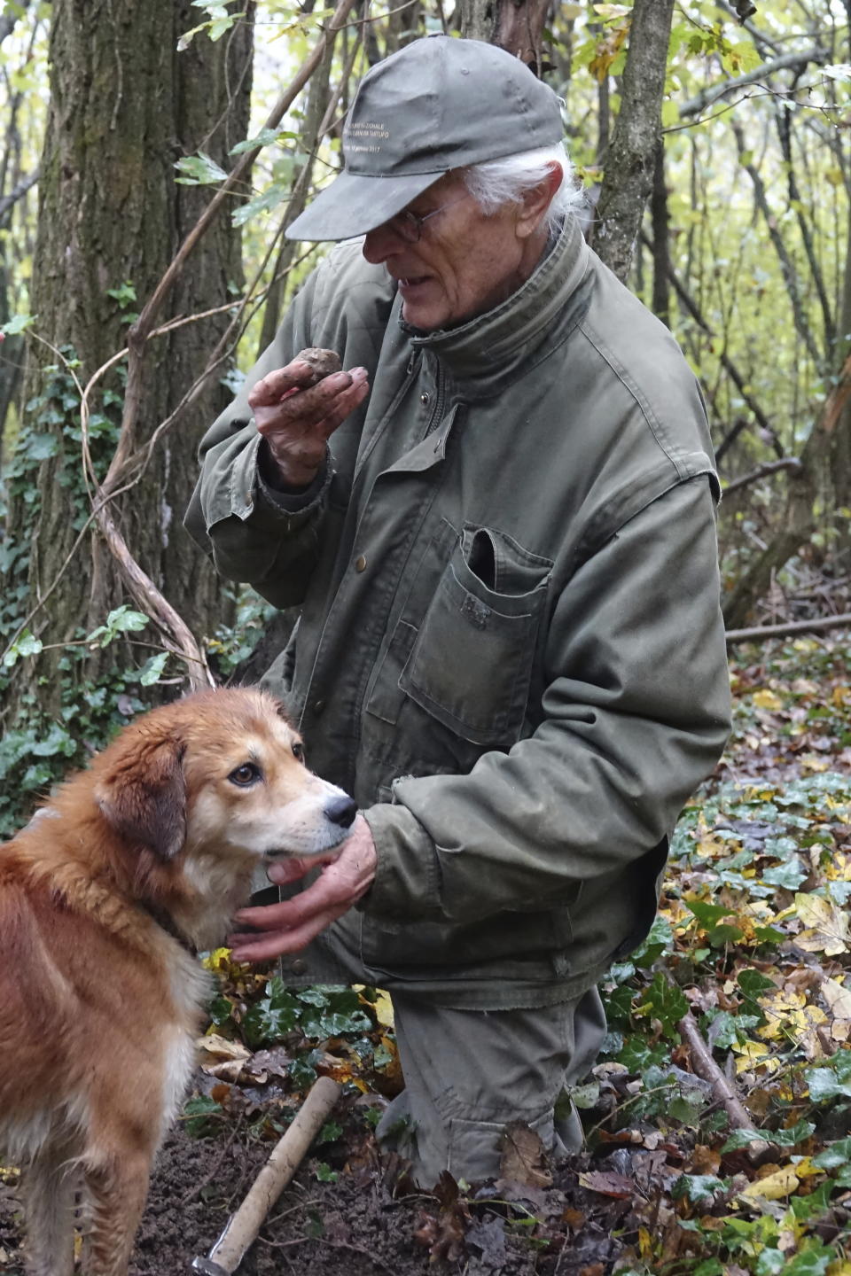 In this photo taken on Sunday, Nov. 10, 2019, Carlo Olivero smells a truffle loosened from the earth in the woods near Alba, Italy. Olivero has been hunting truffles for more than 40 years, and worries about climate change and the transition of wooded land to vineyards and orchards will impoverish future truffle production. (AP Photo/Martino Masotto)
