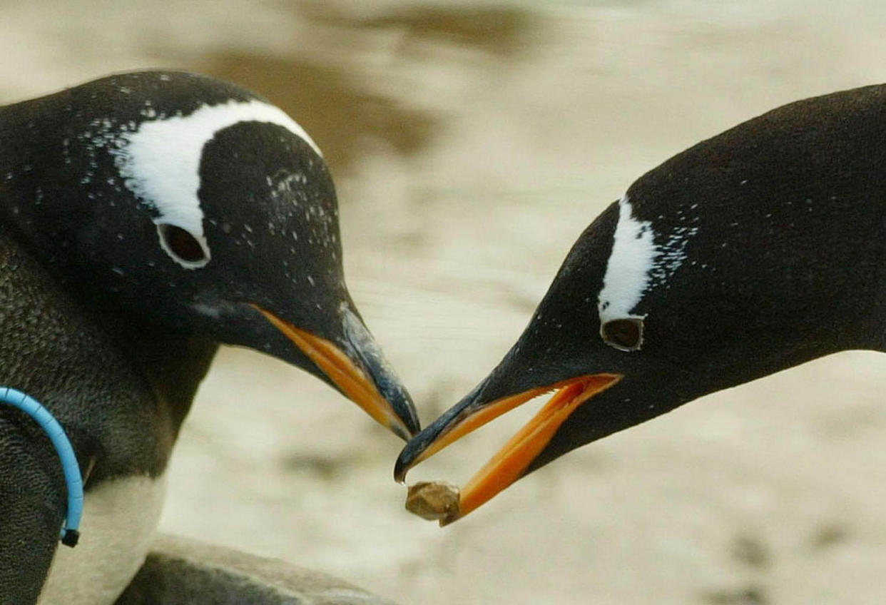 Penguins in Edinburgh Zoo (David Cheskin  / PA Images via Getty Images)