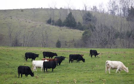 Cattle graze on family farms in Hillsboro, Kentucky November 13, 2014. Picture taken November 13. REUTERS/John Sommers II