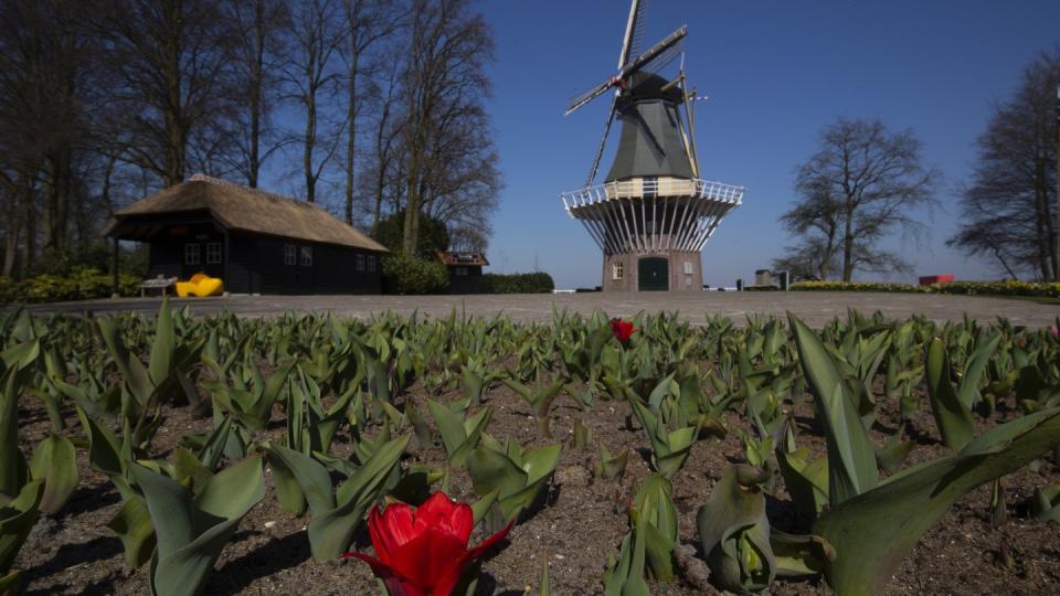 Tulpen blühen im Botanischen Garten Keukenhof in den Niederlanden, der aufgrund der Ausgangsbeschränkungen zur Eindämmung des Coronavirus geschlossen ist.