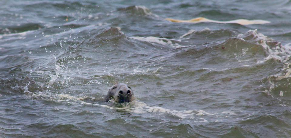 A gray seal in the surf off Ocean Bluff in Marshfield.