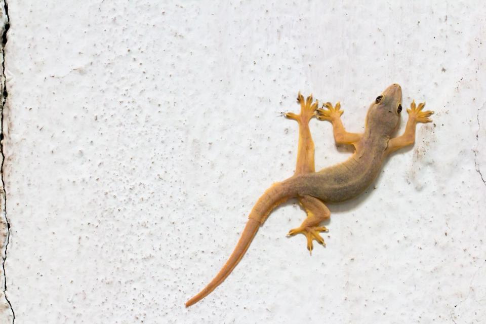 Verschiedene Haftsysteme lassen sich in der Natur beobachten. Der Gecko zum Beispiel kann ganz ohne Saugnäpfe oder klebende Substanzen an Wänden entlang und sogar an Zimmerdecken herumlaufen, ohne abzustürzen. (Bild: iStock/juffy)