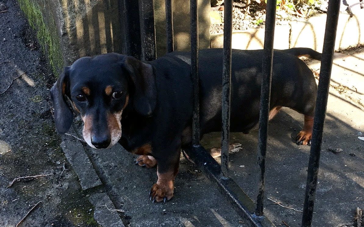 Poor Milo got stuck in the railings - © Sarah Jane Thompson / SWNS.com