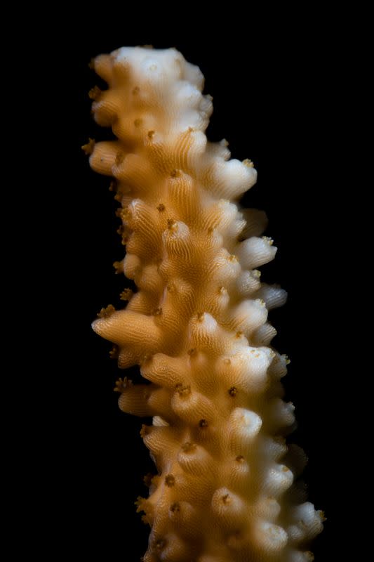 A bleaching event causes discoloring as it affects a staghorn coral (Acropora cervicornis) off the coast of St Thomas in the U.S. Virgin Islands