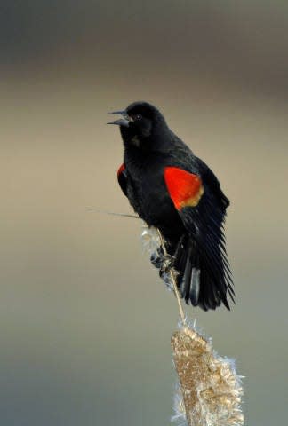 Adult male redwinged blackbird