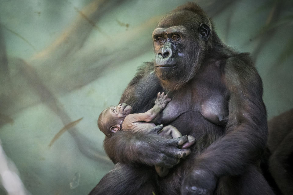 Gorilla holds her baby