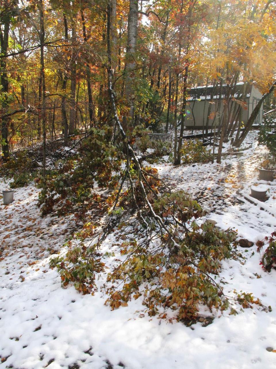 This image taken on Oct. 30, 2011shows damaged trees from a mid-October storm that packed wet, heavy snow that struck portions of Virginia's Shenandoah Valley while trees were still leafed out, damaging or topping a great many that couldn't carry the load. This tree couldn't be saved and had to be removed. (AP Photo/Dean Fosdick)