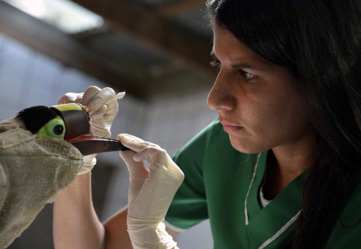 Veterinarian Carmen Soto, in charge of an animal rescue centre, in La Garita, Alajuela, 45 km north of San Jose (AFP Photo/Ezequiel Becerra)