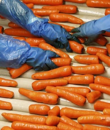 Workers sort carrots at Poskitts farm in Goole, Britain May 23, 2016. REUTERS/Andrew Yates