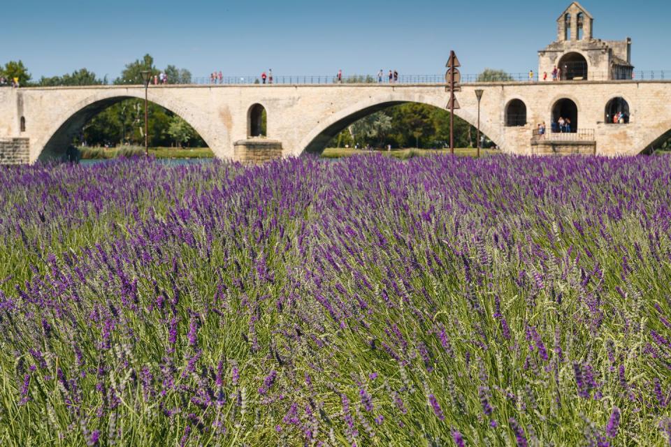 6) Avignon's famous bridge on the River Rhone during lavender season