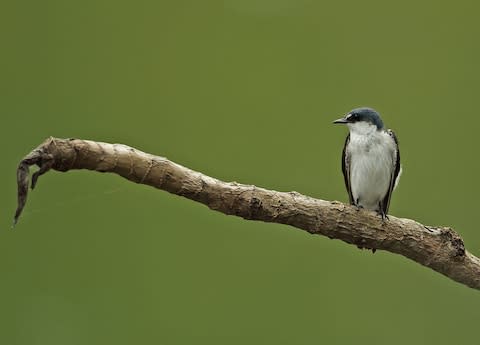 Birdlife in the Darién - Credit: GETTY